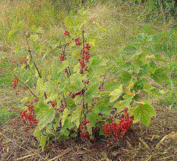 red and black currant planting and care in the open field