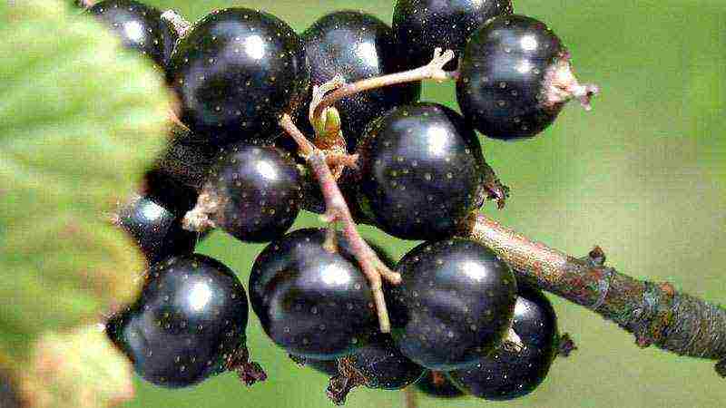 red and black currant planting and care in the open field