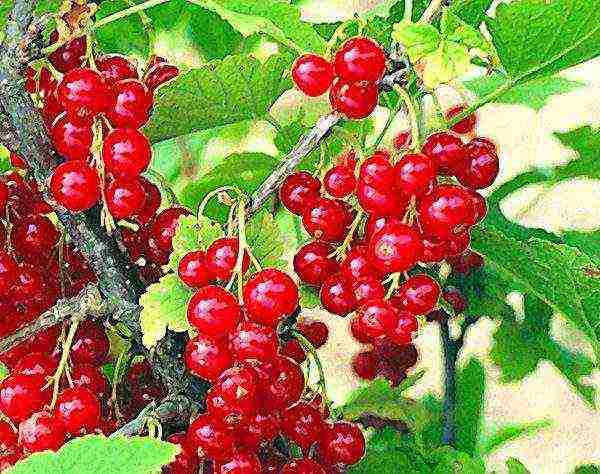 red and black currant planting and care in the open field