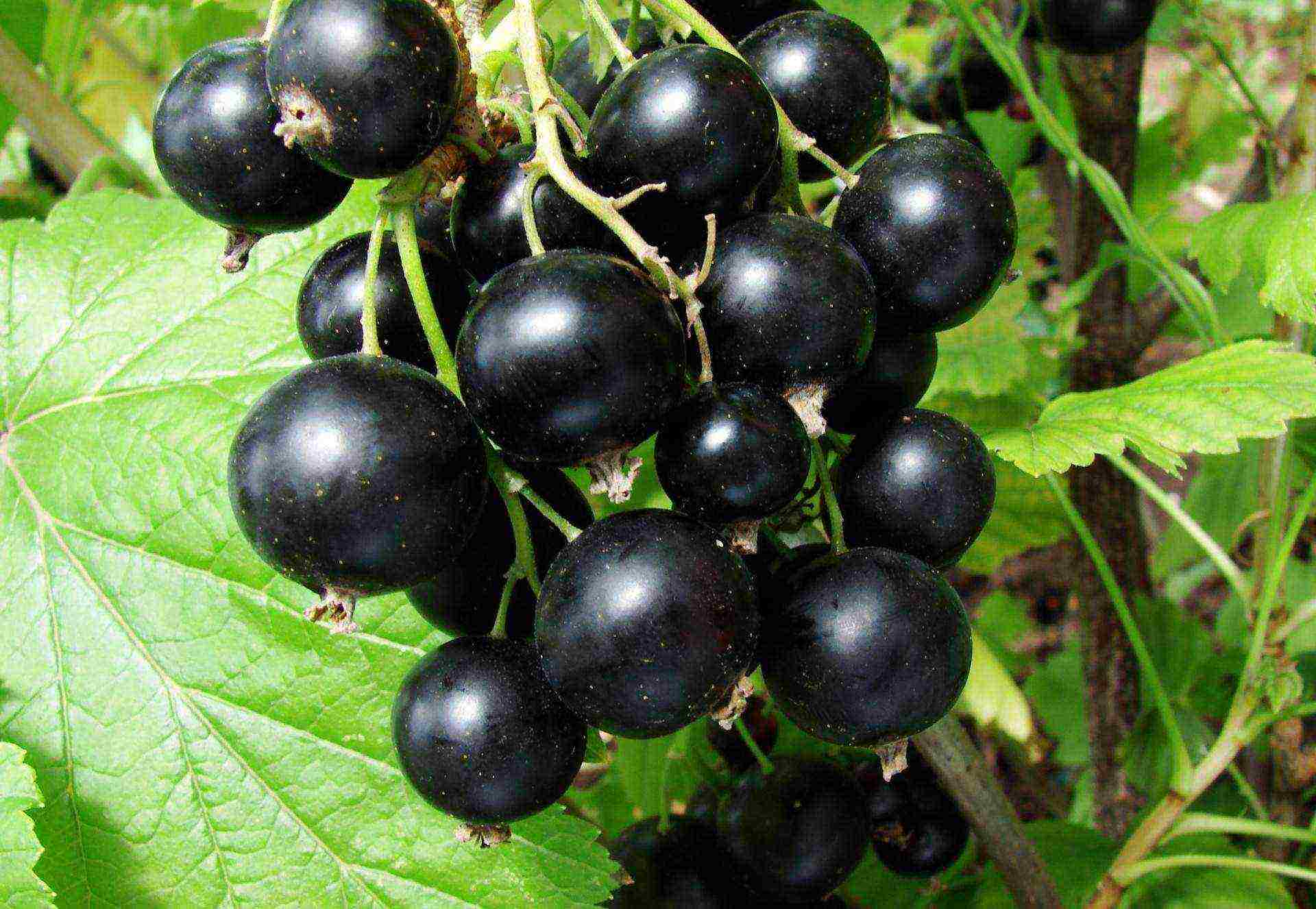 currant planting and care in the open field for beginners