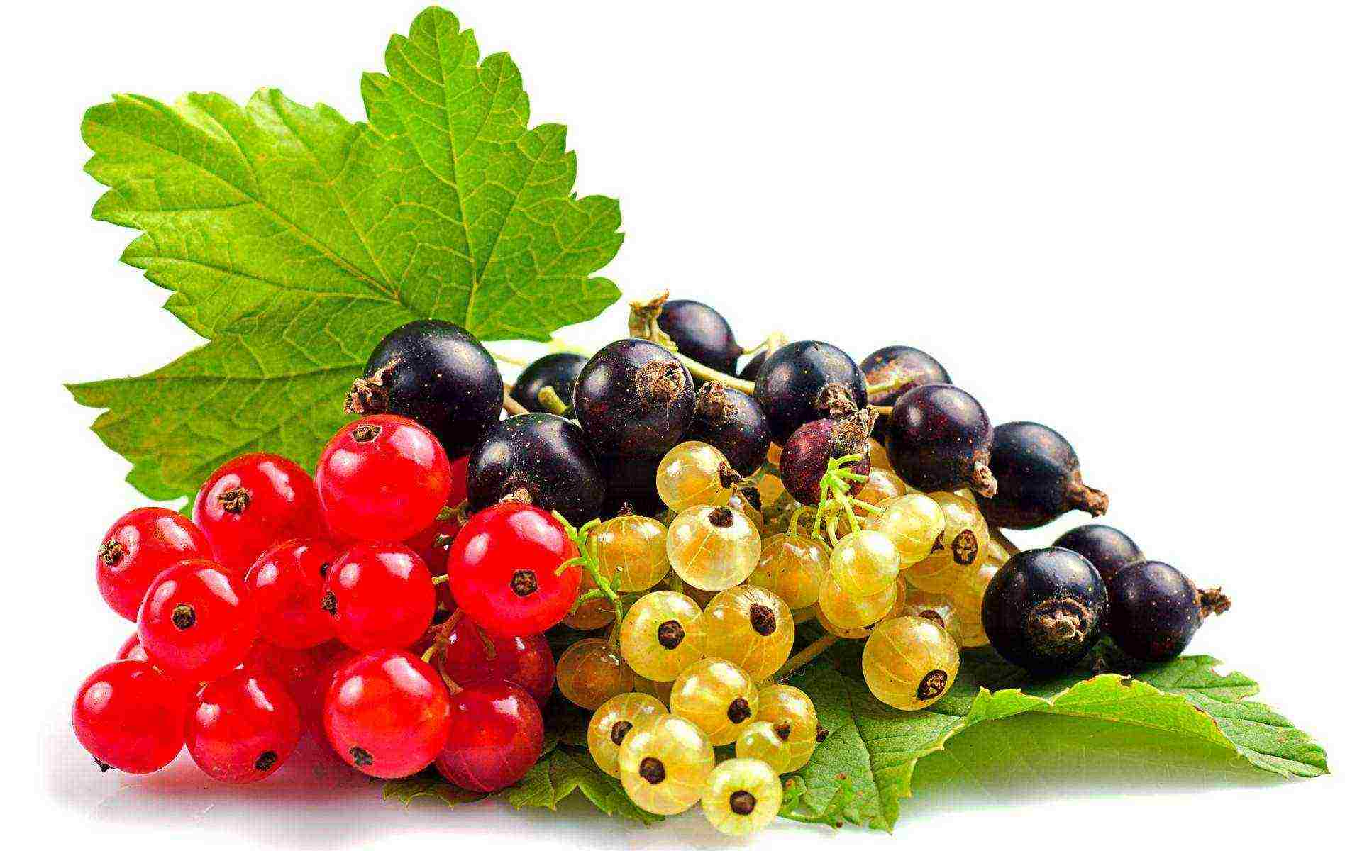 currant planting and care in the open field for beginners