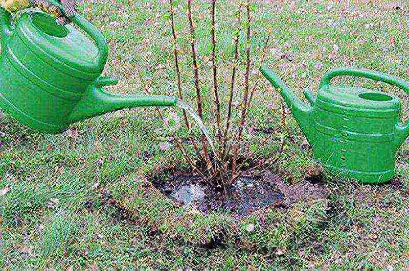 currant planting and care in the open field in the Leningrad region