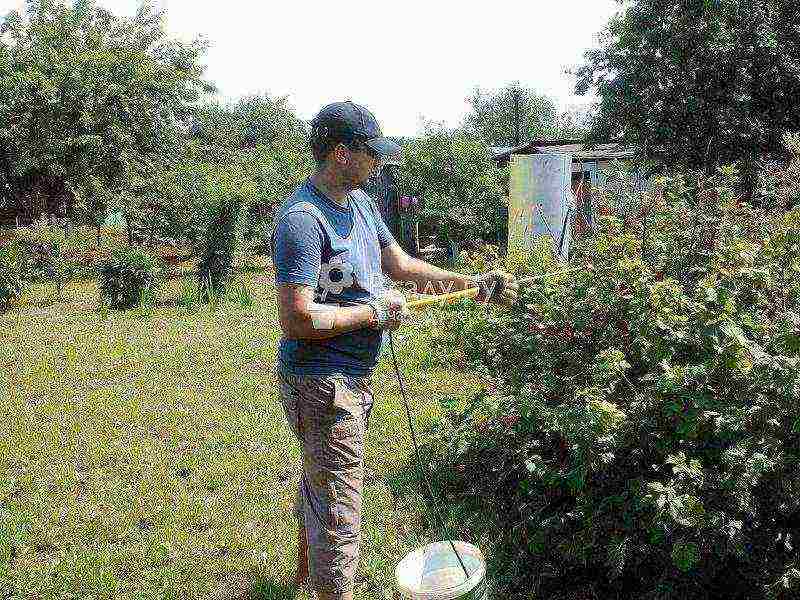 currant planting and care in the open field in the Leningrad region