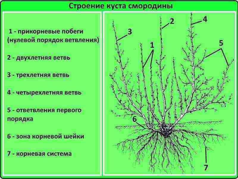 currant planting and care in the open field in the Leningrad region