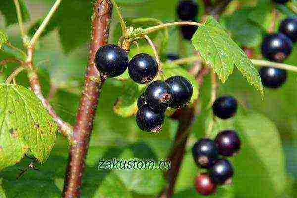 currant planting and care in the open field in the Leningrad region