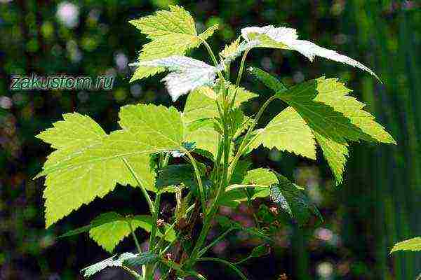 currant planting and care in the open field in the Leningrad region