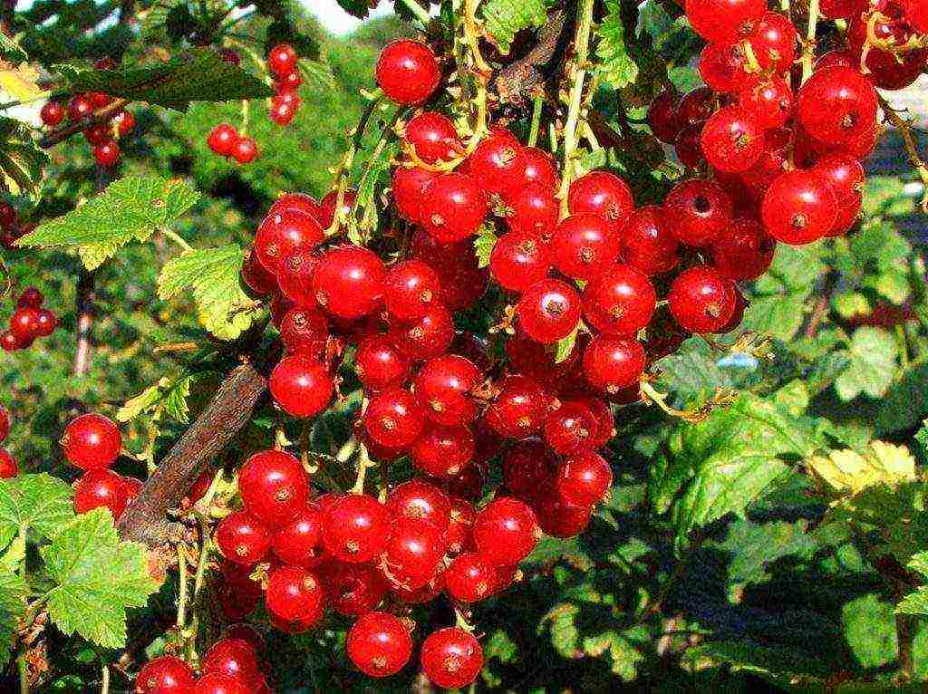 currant planting and care in the open field in the Leningrad region