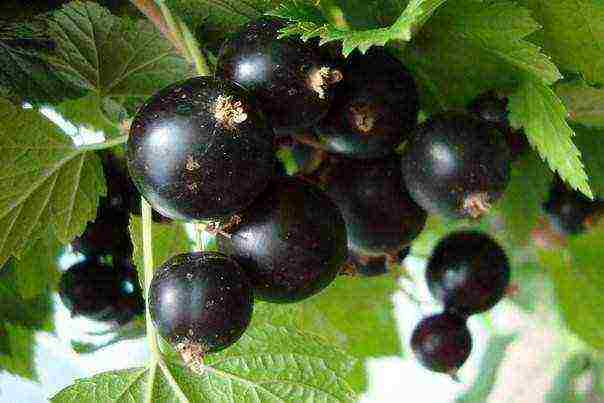 currant planting and care in the open field in the Leningrad region