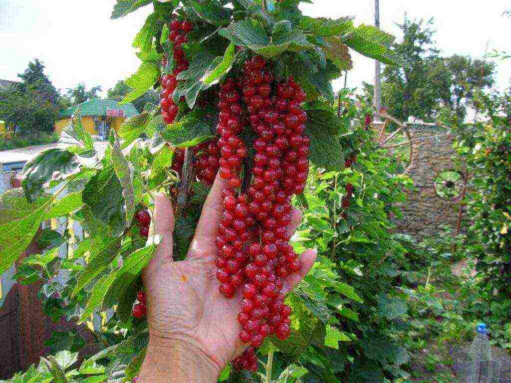 currant planting and care in the open field in the Leningrad region