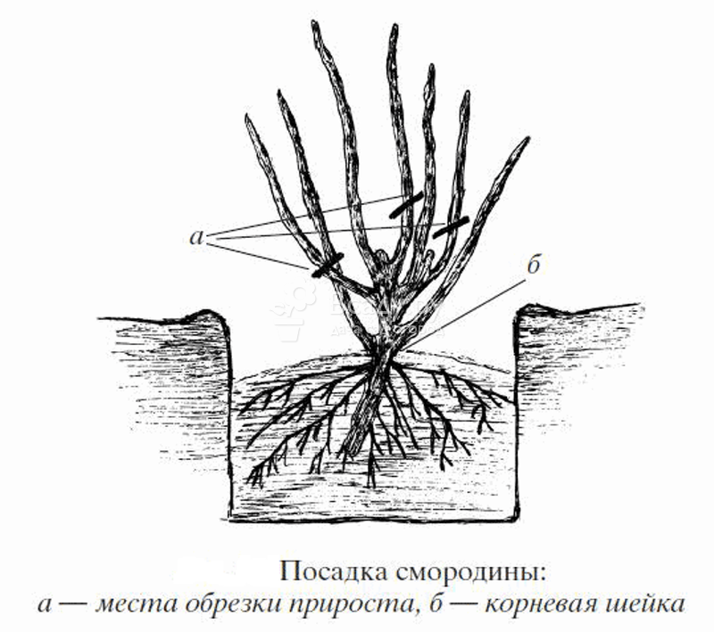 currant planting and care in the open field in the Leningrad region