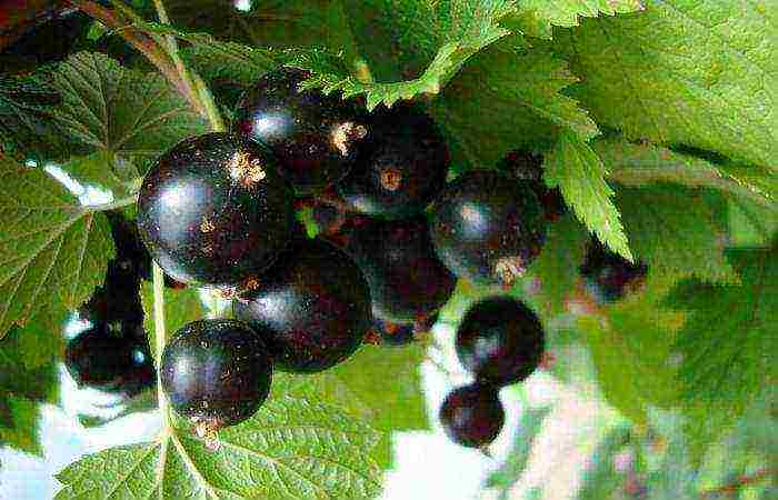 remontant currant best varieties