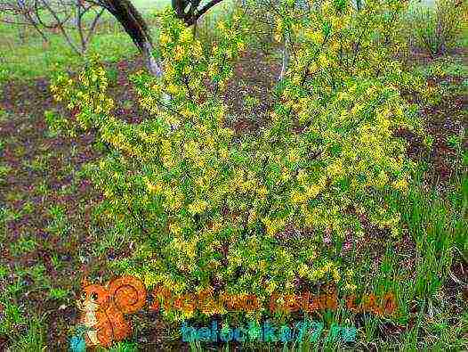 golden currant planting and care in the open field in summer