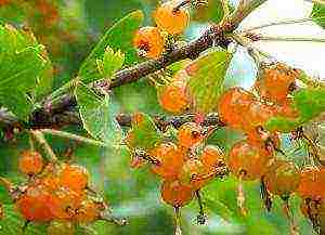 golden currant planting and care in the open field in summer