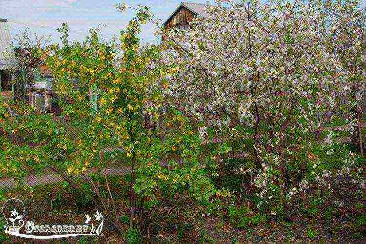 golden currant planting and care in the open field in summer