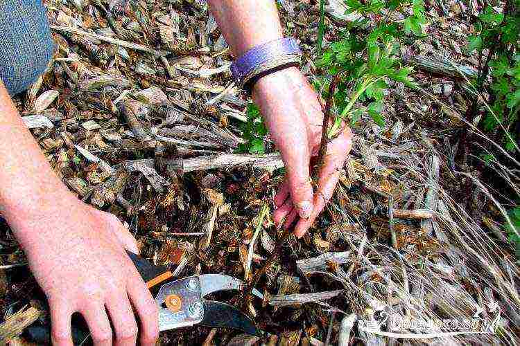 golden currant planting and care in the open field in summer