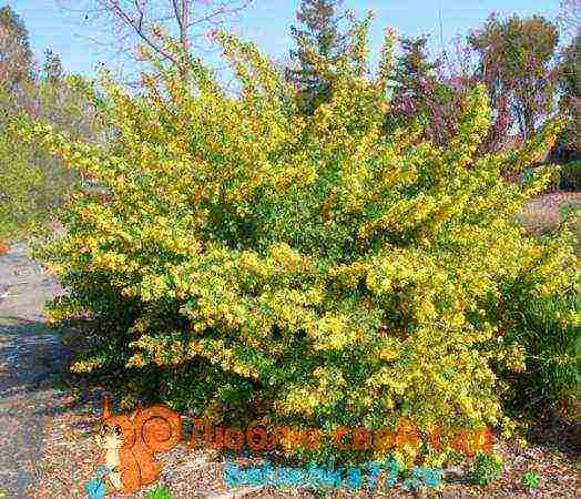 golden currant planting and care in the open field in summer