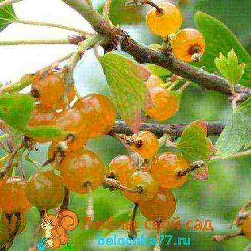 golden currant planting and care in the open field in summer