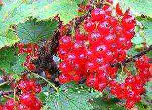 good red currant variety