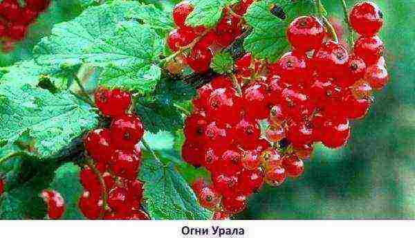 good red currant variety