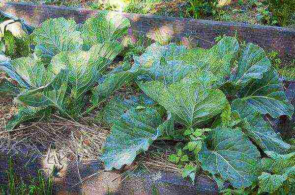 early cabbage variety is good