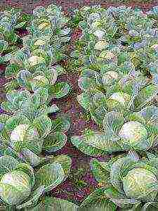 early cabbage variety is good