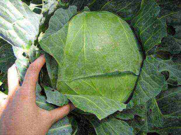 early cabbage variety is good