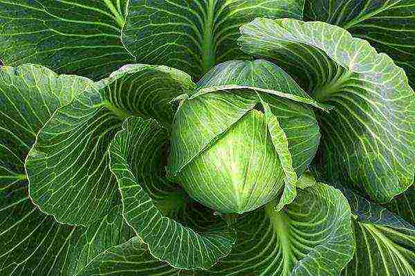 early cabbage variety is good