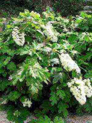 mga pagkakaiba-iba ng pagtatanim ng hardin ng hydrangea at pangangalaga sa labas