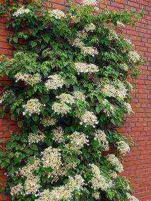 varieties of hydrangea garden planting and outdoor care