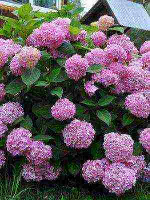 varieties of hydrangea garden planting and outdoor care