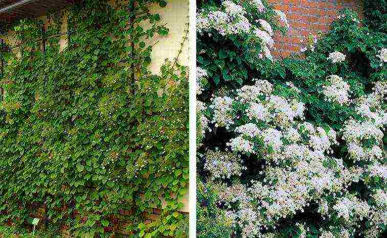 varieties of hydrangea garden planting and outdoor care