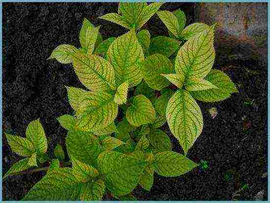varieties of hydrangea garden planting and outdoor care