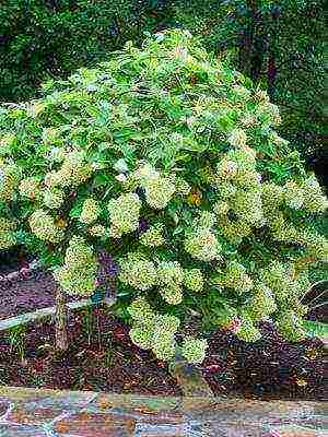 varieties of hydrangea garden planting and outdoor care