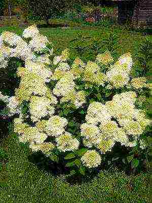 mga pagkakaiba-iba ng pagtatanim ng hardin ng hydrangea at pangangalaga sa labas