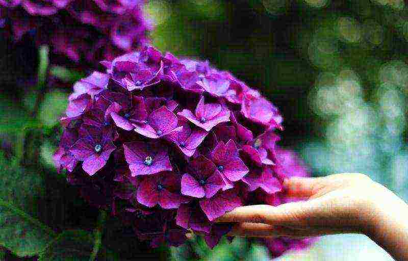 varieties of hydrangea garden planting and outdoor care