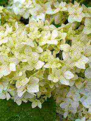 varieties of hydrangea garden planting and outdoor care