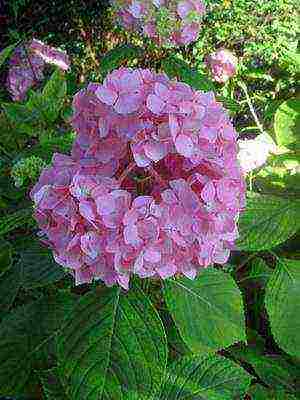 varieties of hydrangea garden planting and outdoor care