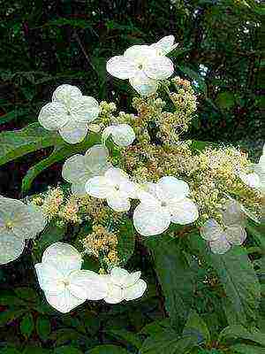 varieties of hydrangea garden planting and outdoor care