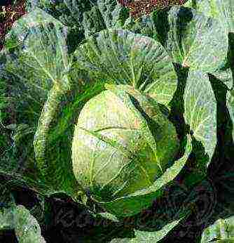 cabbage varieties are the best