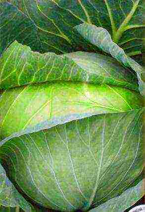 cabbage varieties are the best