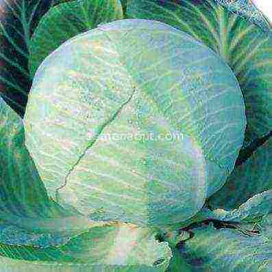 cabbage varieties are the best