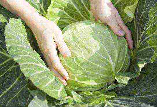 cabbage varieties are the best