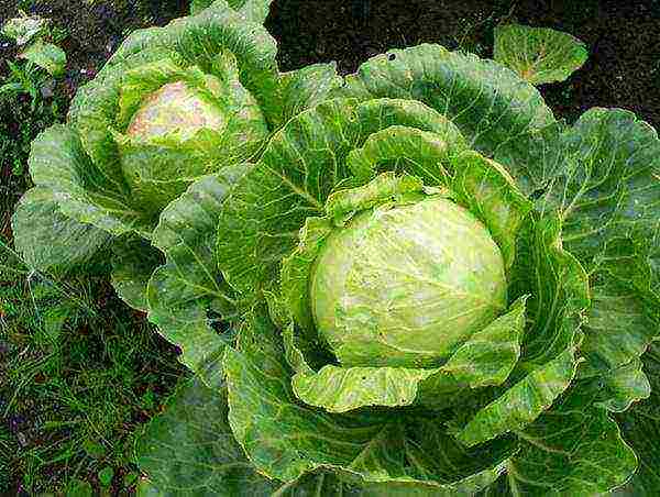 cabbage varieties are the best