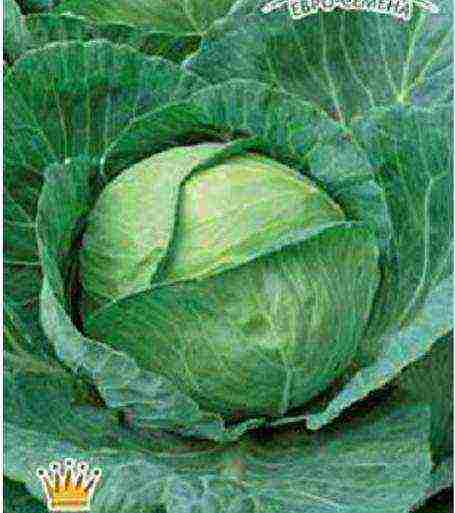 cabbage varieties are the best