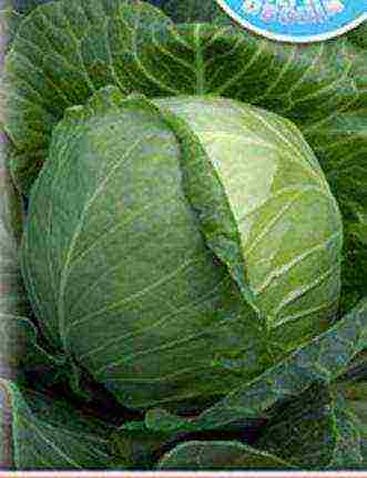 cabbage varieties are the best