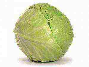 cabbage varieties are the best