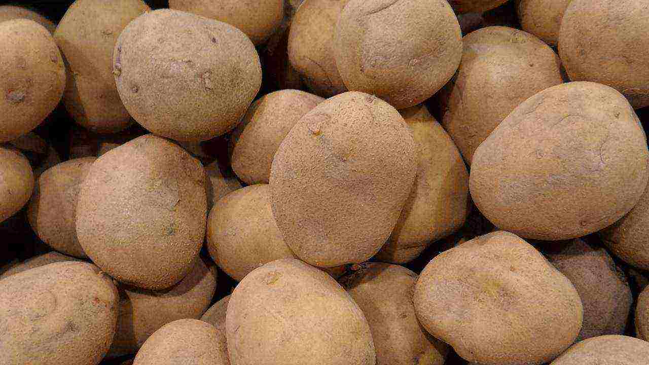 potato varieties grown in the Vologda region