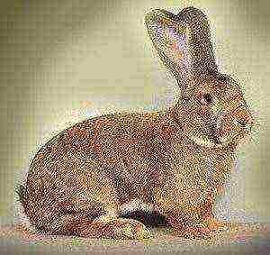 which types of rabbits are better