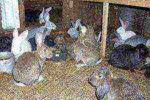 aling mga uri ng rabbits ang mas mahusay