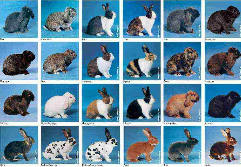 aling mga uri ng rabbits ang mas mahusay